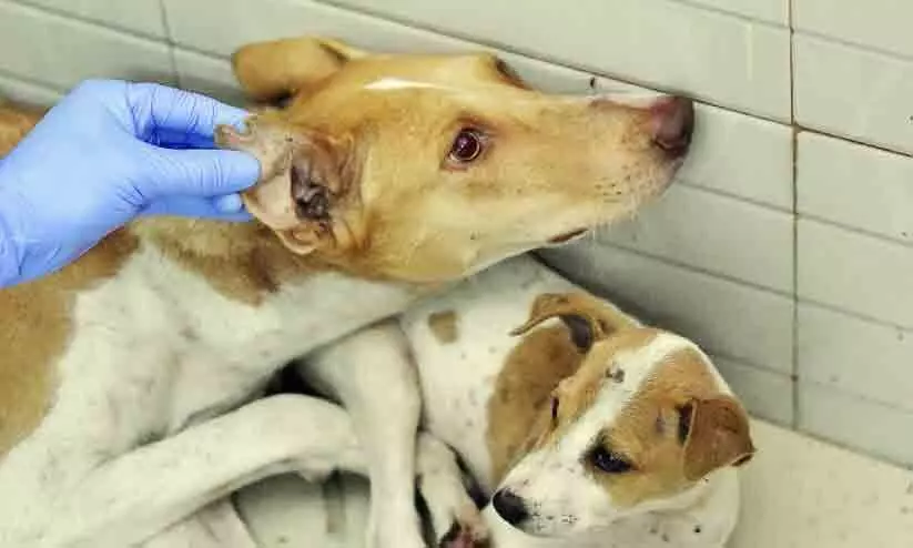 തെരുവുനായ് ആക്രമണത്തിൽ രണ്ടുപേർക്ക് പരിക്ക്