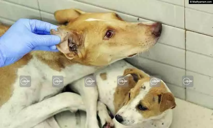 Puppies that have given birth are not spayed Puppies that have given birth are not spayed