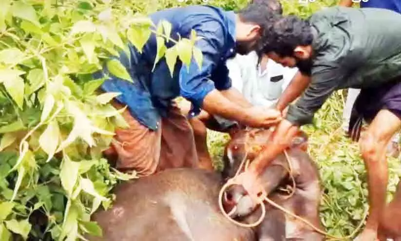 വിരണ്ടോടി പരിഭ്രാന്തി പരത്തിയ എരുമയെ നാട്ടുകാരും അഗ്നിരക്ഷാസേനയും ചേർന്ന് പിടികൂടി
