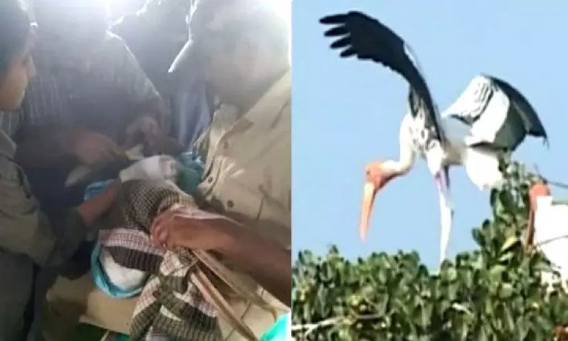 കൊക്കരെ ബെല്ലൂരിൽ പെലിക്കണിന്റെ ചിറകിൽ ജി.പി.എസ് ഘടിപ്പിച്ചു