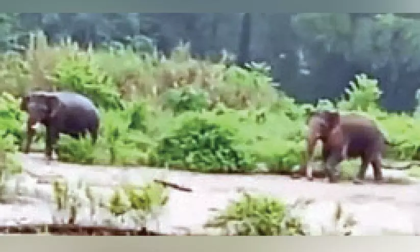 പോത്തുകല്ലില് പട്ടാപ്പകല് കാട്ടാനകളുടെ വിളയാട്ടം പോത്തുകല്ലില് പട്ടാപ്പകല് കാട്ടാനകളുടെ വിളയാട്ടം