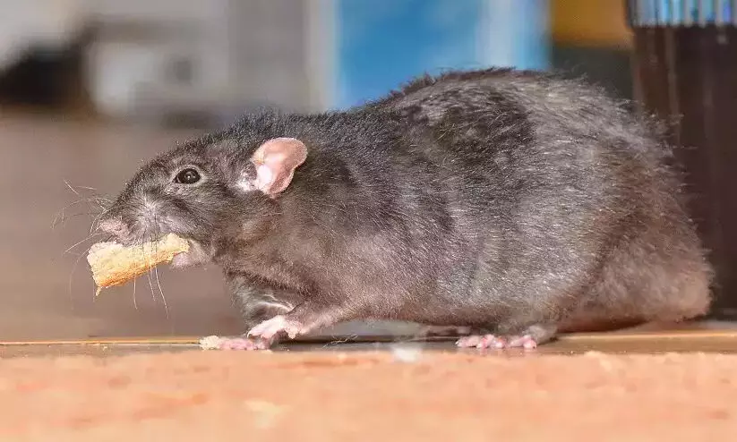 Rat’s head found in food parcel from vegetarian restaurant