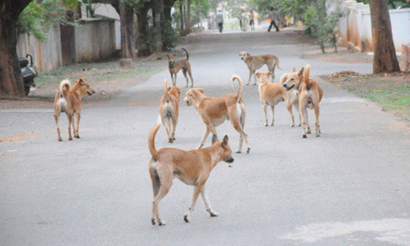 street dog 89787564 street dog 89787564