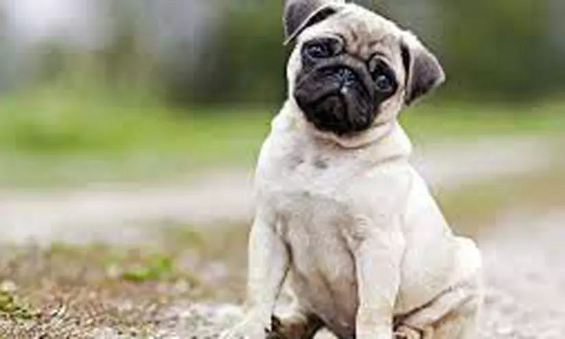 വളർത്തുനായ്ക്കൾക്ക്​ പ്രതിരോധ കുത്തിവെപ്പും ലൈസൻസും​ എടുക്കണം