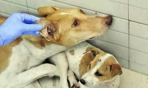 തെരുവുനായ് ആക്രമണത്തിൽ രണ്ടുപേർക്ക് പരിക്ക്