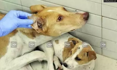 Puppies that have given birth are not spayed