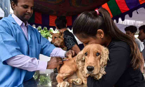വളർത്തുമൃഗങ്ങൾക്ക് വാക്സിനേഷൻ ക്യാമ്പ്