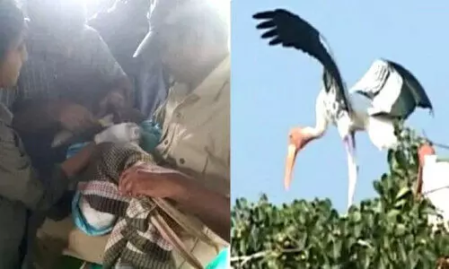 കൊക്കരെ ബെല്ലൂരിൽ പെലിക്കണിന്റെ ചിറകിൽ ജി.പി.എസ് ഘടിപ്പിച്ചു