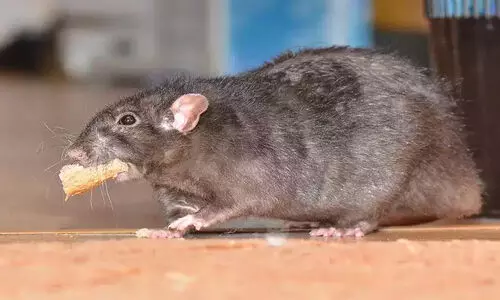 Rat’s head found in food parcel from vegetarian restaurant