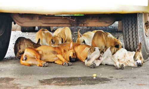 തെരുവുനായ് ശല്യം; പരിഹാരം കാണാൻ തിരക്കിട്ട യോഗങ്ങൾ