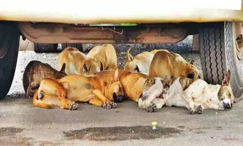 തെരുവുനായ് ശല്യം; പരിഹാരം കാണാൻ തിരക്കിട്ട യോഗങ്ങൾ