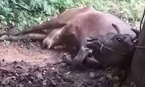 കണ്ണൂരിൽ പേ വിഷബാധയേറ്റ് കറവപ്പശു ചത്തു; പട്ടി കടിച്ച ലക്ഷണമോ മുറിവോ കാണാനില്ല