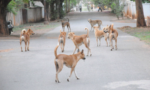 street dog 89787564 street dog 89787564