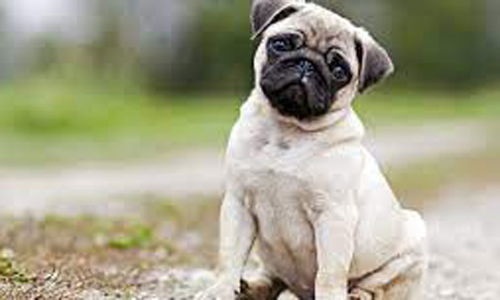 വളർത്തുനായ്ക്കൾക്ക്​ പ്രതിരോധ കുത്തിവെപ്പും ലൈസൻസും​ എടുക്കണം