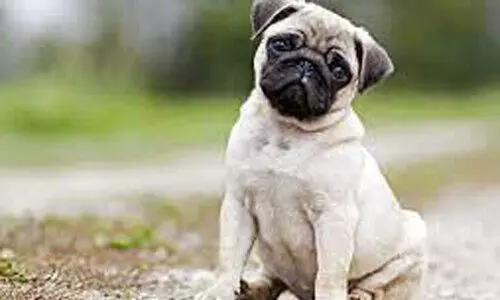 വളർത്തുനായ്ക്കൾക്ക്​ പ്രതിരോധ കുത്തിവെപ്പും ലൈസൻസും​ എടുക്കണം