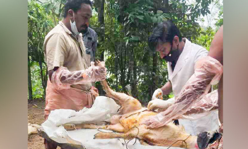 ആടുകൾക്ക് തെരുവുനായ്ക്കളുടെ കടിയേറ്റു