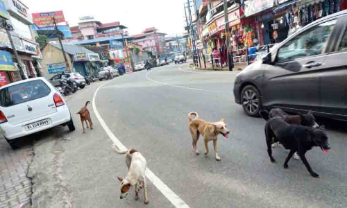 പുനലൂർ പട്ടണവും തെരുവുനായ്ക്കളുടെ പിടിയിൽ
