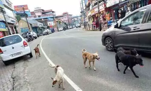 പുനലൂർ പട്ടണവും തെരുവുനായ്ക്കളുടെ പിടിയിൽ പുനലൂർ പട്ടണവും തെരുവുനായ്ക്കളുടെ പിടിയിൽ