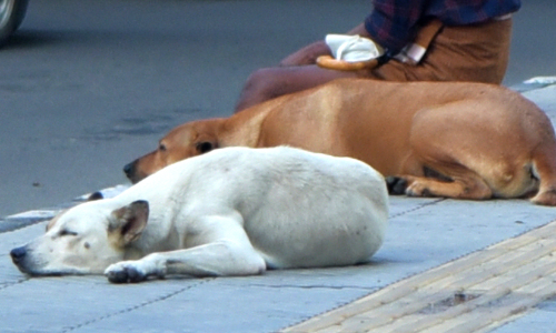 തെരുവുനായ് ശല്യത്തിനെതിരെ തീവ്രയജ്ഞം
