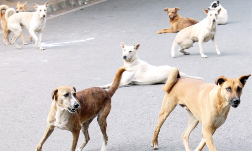 തെരുവുനായ് ശല്യം; നഗരസഭ, ബ്ലോക്ക് തലത്തിൽ തിങ്കളാഴ്ച മുതൽ വാക്സിനേഷൻ
