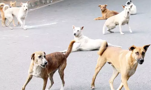 പാലക്കാട്ട് തെരുവുനായ ആക്രമണം; അധ്യാപകനെ സ്കൂളിൽ കയറി കടിച്ചു, മൂന്ന് വിദ്യർഥികളുൾപ്പെടെ അഞ്ചുപേർക്ക് പരിക്ക്