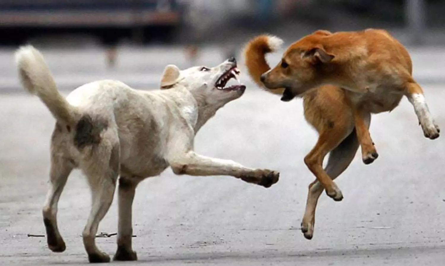 കണ്ണൂരിൽ പശുവിന് വീണ്ടും പേവിഷബാധ; ദയാവധം നടത്തി