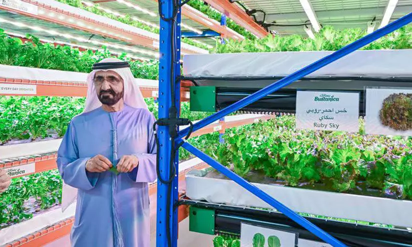 ബുസ്താനിക്ക ഫാമിൽ ശൈഖ് മുഹമ്മദ് എത്തി