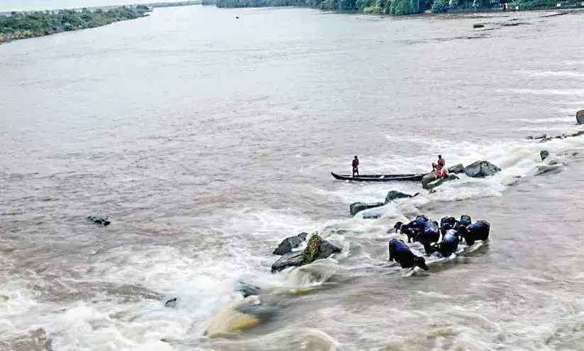 കന്നുകാലികൾ ഒഴുക്കിൽപ്പെട്ടു