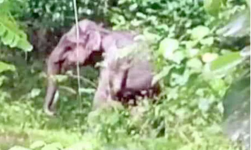 വടാട്ടുപാറയിൽ കാട്ടാന ശല്യം രൂക്ഷം വടാട്ടുപാറയിൽ കാട്ടാന ശല്യം രൂക്ഷം