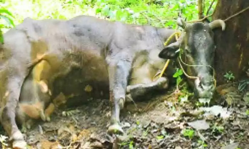 തെരുവുനായ് ഭീഷണി; വാക്സിനേഷൻ ഇന്നുമുതൽ തെരുവുനായ് ഭീഷണി; വാക്സിനേഷൻ ഇന്നുമുതൽ