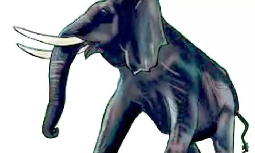 വിട്ടൊഴിയാതെ ആനപ്പേടി വിട്ടൊഴിയാതെ ആനപ്പേടി