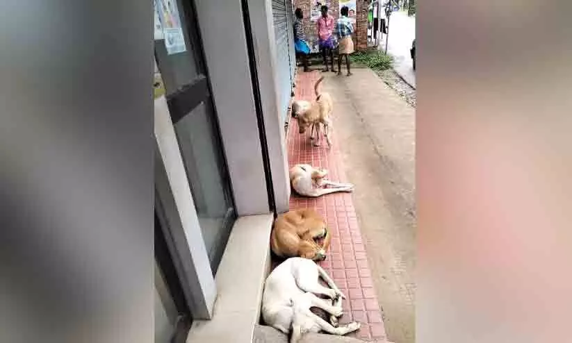 പോങ്ങനാട് എ.ടി.എമ്മിൽ കയറണമെങ്കിൽ തെരുവുനായ്ക്കൾ കനിയണം