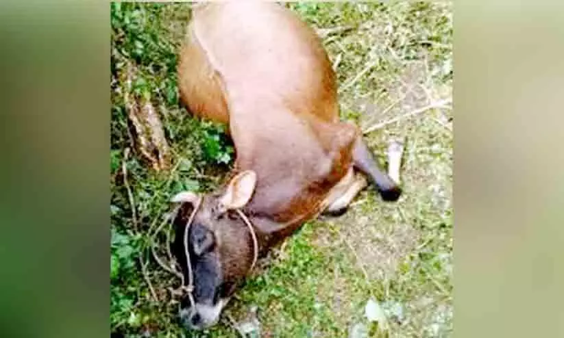 പോത്തന്ചിറയില് വീണ്ടും പുലിയിറങ്ങി; പശുവിനെ കൊന്നു പോത്തന്ചിറയില് വീണ്ടും പുലിയിറങ്ങി; പശുവിനെ കൊന്നു