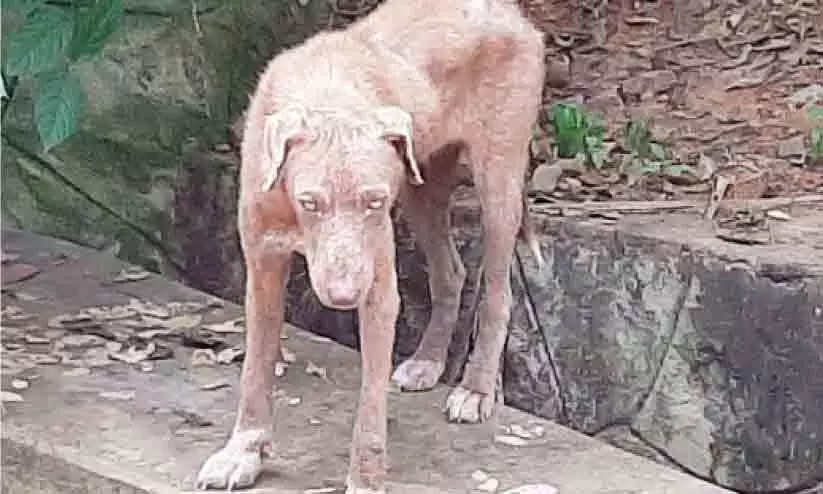 തെരുവുനായ്ക്കളിൽ രോഗബാധയേറുന്നു