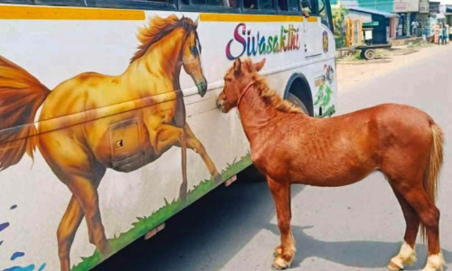 കുതിരയുടെ ചിത്രം കണ്ട് ബസിനൊപ്പം ഓടി കുതിര -VIDEO