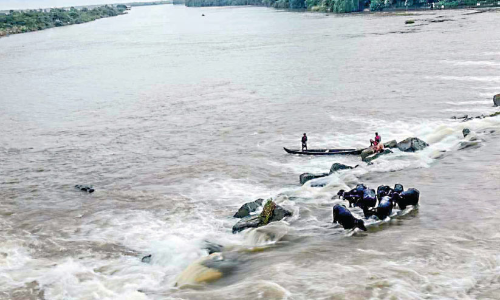 കന്നുകാലികൾ ഒഴുക്കിൽപ്പെട്ടു