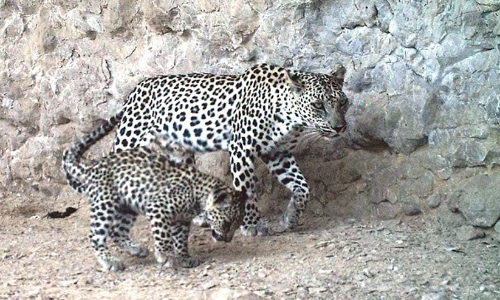 ദോഫാറിൽ പുള്ളിപ്പുലിയെ കണ്ടെത്തി