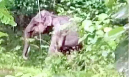 വടാട്ടുപാറയിൽ കാട്ടാന ശല്യം രൂക്ഷം വടാട്ടുപാറയിൽ കാട്ടാന ശല്യം രൂക്ഷം