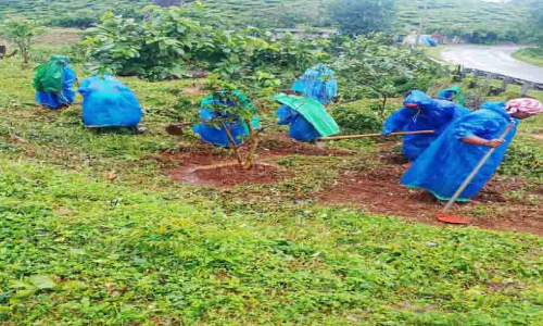 പൊഴുതനയിലെ പച്ചത്തുരുത്ത് ഇനി ഹരിതോദ്യാനം