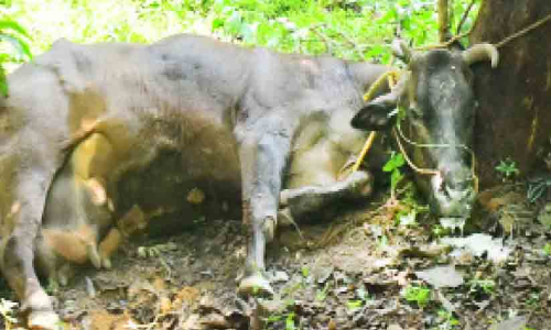 തെരുവുനായ് ഭീഷണി; വാക്സിനേഷൻ ഇന്നുമുതൽ തെരുവുനായ് ഭീഷണി; വാക്സിനേഷൻ ഇന്നുമുതൽ