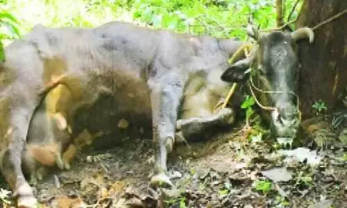 തെരുവുനായ് ഭീഷണി; വാക്‌സിനേഷൻ ഇന്നുമുതൽ