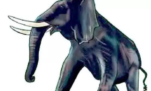 വിട്ടൊഴിയാതെ ആനപ്പേടി വിട്ടൊഴിയാതെ ആനപ്പേടി