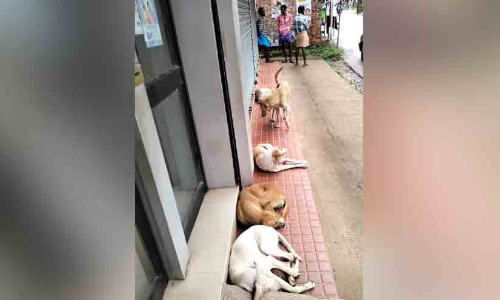 പോങ്ങനാട് എ.ടി.എമ്മിൽ കയറണമെങ്കിൽ തെരുവുനായ്ക്കൾ കനിയണം