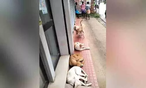 പോങ്ങനാട് എ.ടി.എമ്മിൽ കയറണമെങ്കിൽ തെരുവുനായ്ക്കൾ കനിയണം