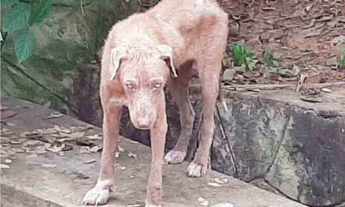 തെരുവുനായ്ക്കളിൽ രോഗബാധയേറുന്നു