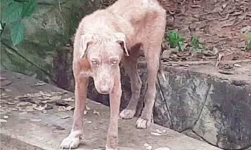 തെരുവുനായ്ക്കളിൽ രോഗബാധയേറുന്നു