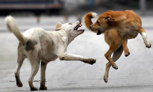 കണ്ണൂരിൽ പശുവിന് വീണ്ടും പേവിഷബാധ; ദയാവധം നടത്തി