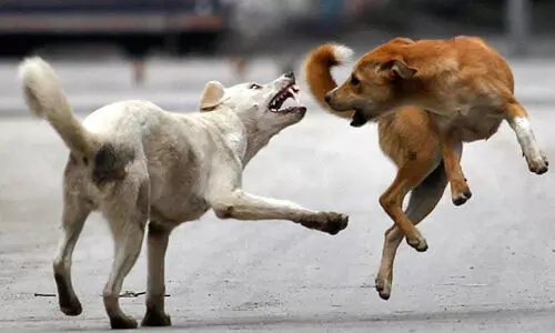 കണ്ണൂരിൽ പശുവിന് വീണ്ടും പേവിഷബാധ; ദയാവധം നടത്തി