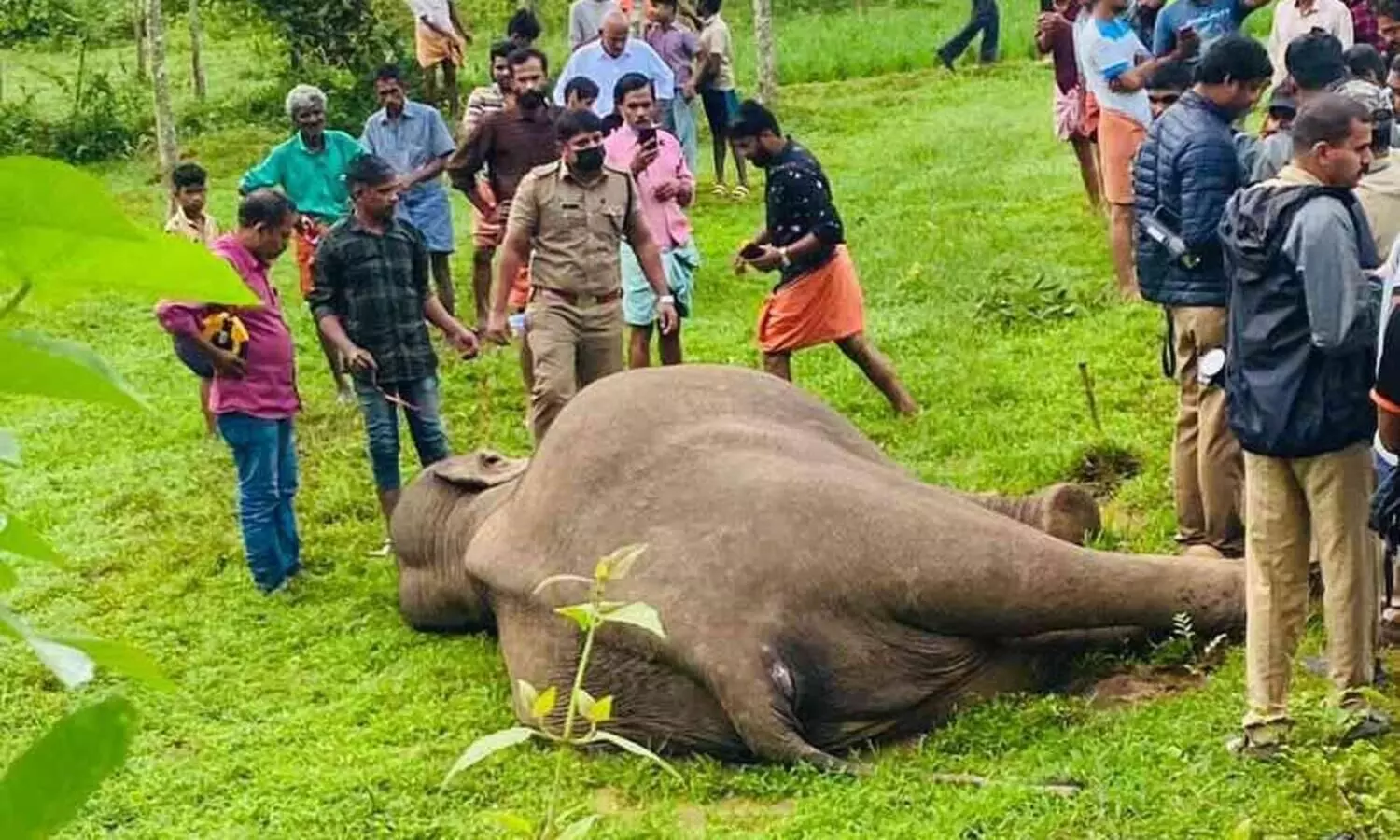 കാട്ടാന ഷോക്കേറ്റ് ചെരിഞ്ഞ സംഭവത്തിൽ മൂന്ന് സഹോദരങ്ങൾ പിടിയിൽ