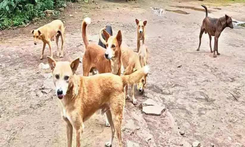 തെരുവുനായ് നിയന്ത്രണം; കർമപദ്ധതികളുമായി വെറ്ററിനറി സർവകലാശാല തെരുവുനായ് നിയന്ത്രണം; കർമപദ്ധതികളുമായി വെറ്ററിനറി സർവകലാശാല